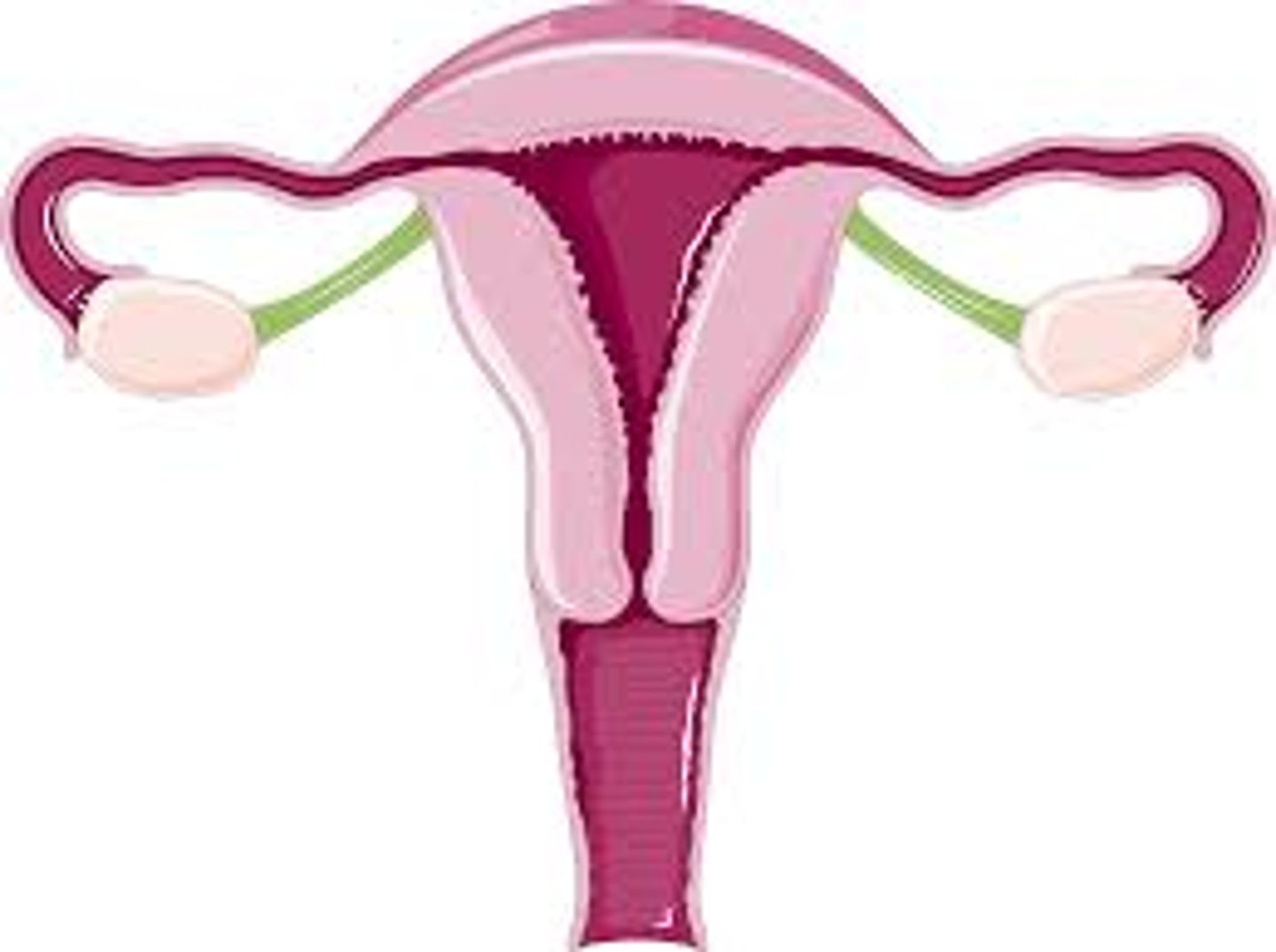 <p>accessory structures associated with the uterus; fallopian tubes and ovaries</p>