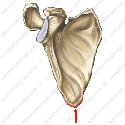 <p>name this bone or bone marking</p>