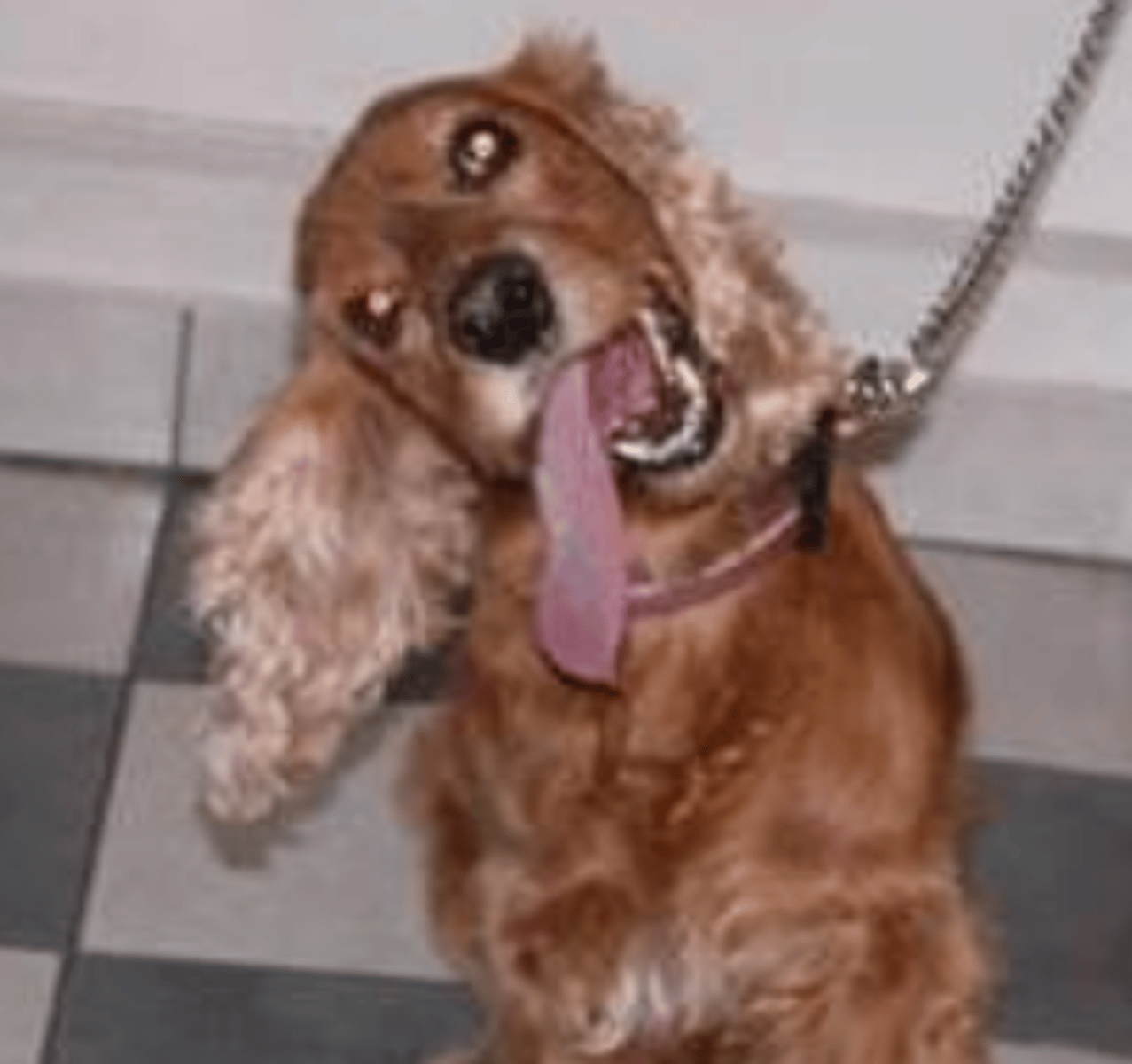 <p>this abnormal head position is called...</p>