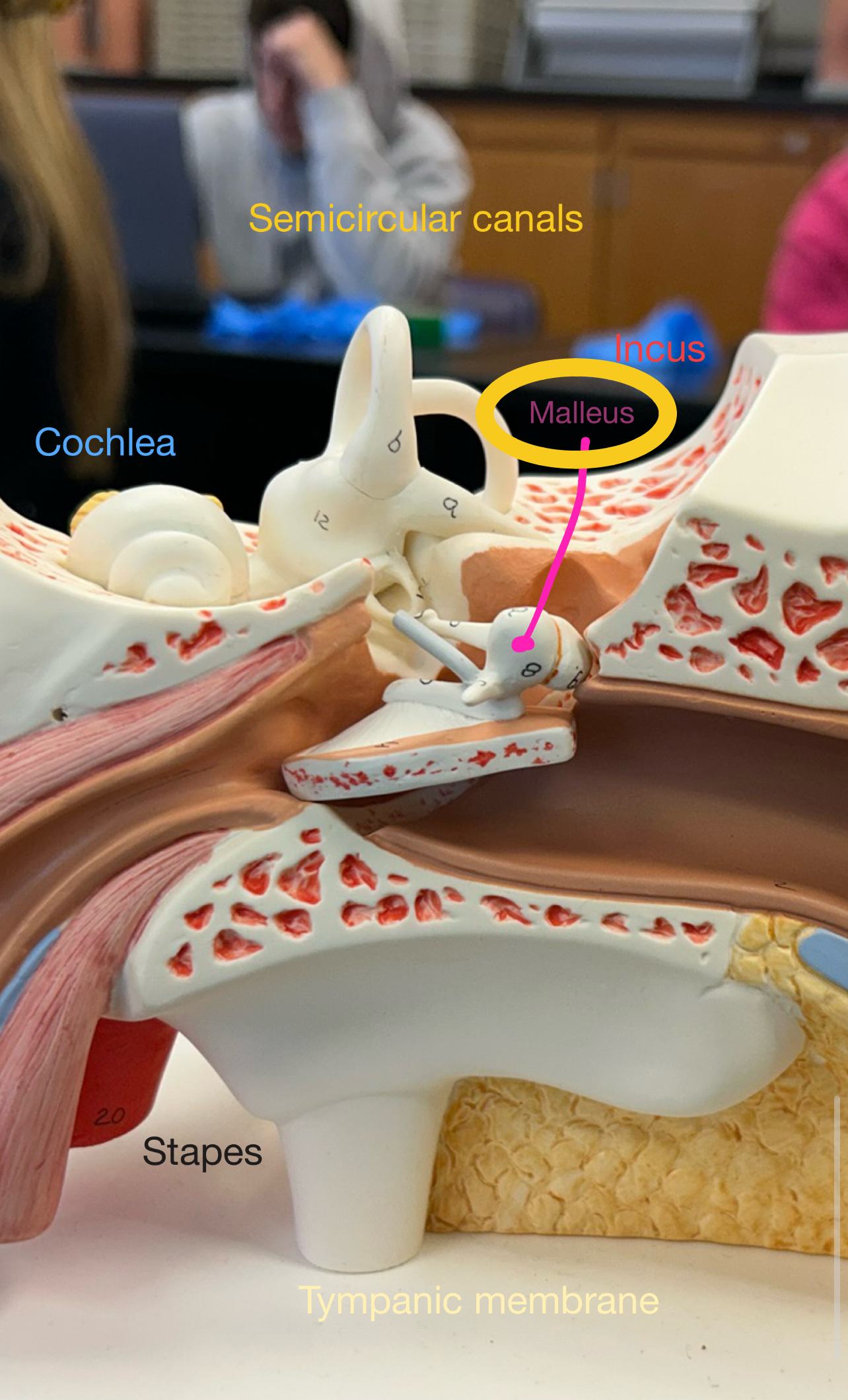 <p>The malleus and the incus are together, but the malleus is the larger one</p>