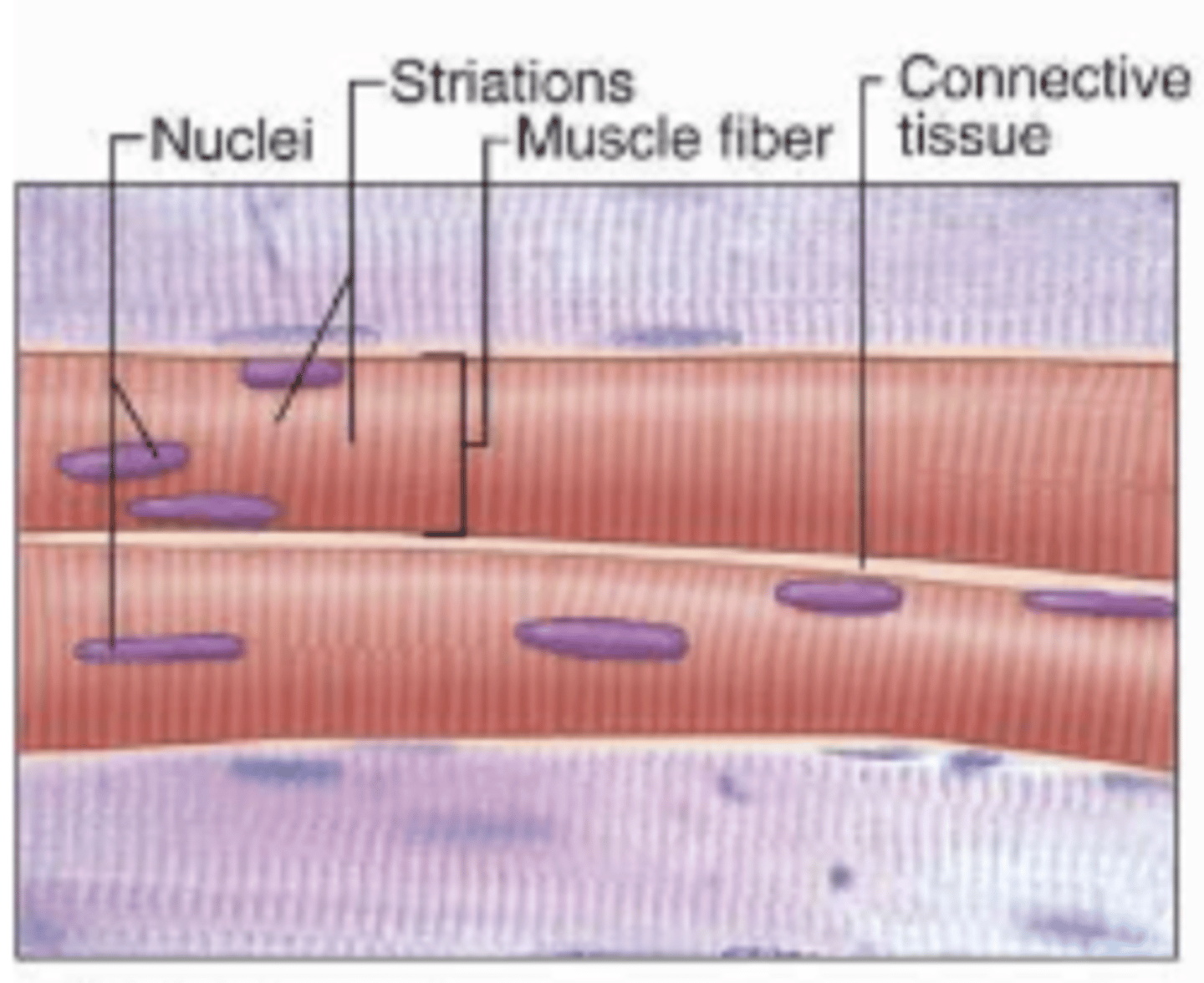 <p>Contains multiple nuclei, individual cells, striations</p>