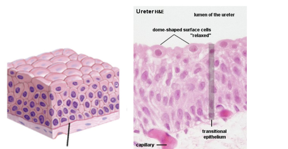 <p>Made up of several layers of cells that become flattened when stretched</p><p>Lines most of the urinary tract</p><p>Allows the bladder to expand</p>