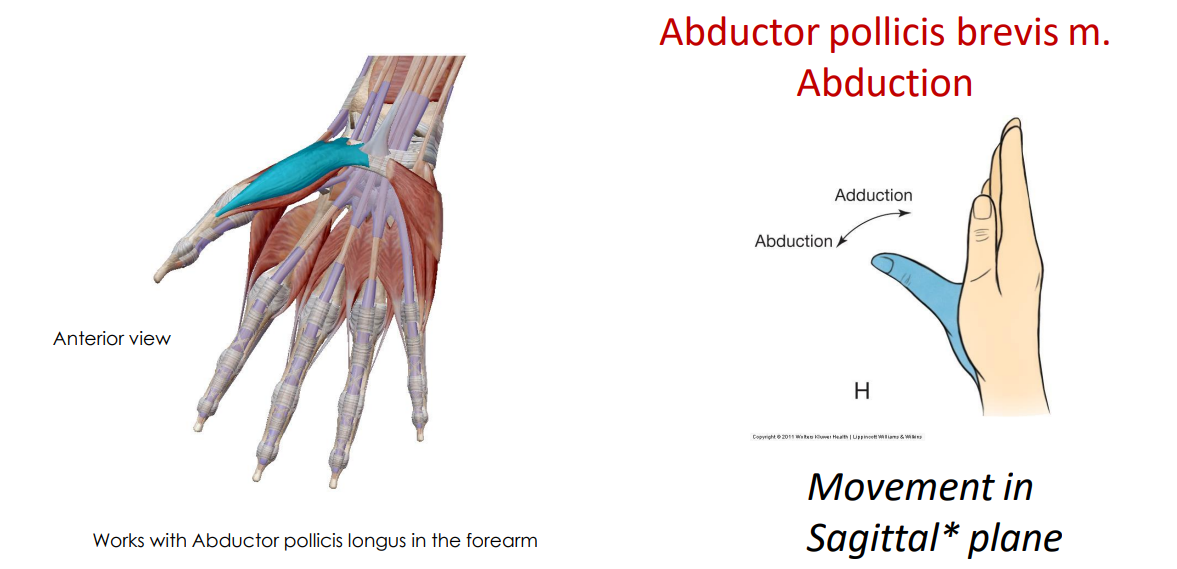 <p>- movement of thumb</p><p>- movement in sagittal plane</p><p>- pollicis means thumb, brevis means short</p><p>- from digit 1 onto carpal bone</p><p>ANIMATION ON SLIDE 33</p>