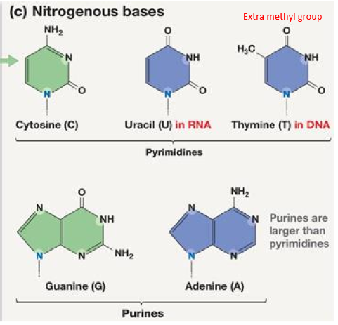 <p>Purines (A and G) </p>