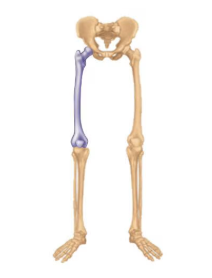 <p>Name this part of the appendicular skeleton</p>