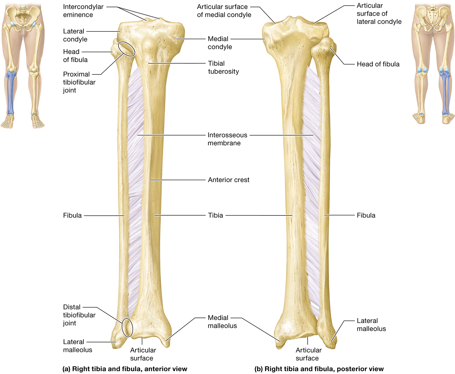 <p><span>the <strong>femur</strong>, <strong>patella</strong>, <strong>tibia</strong>, <strong>fibula</strong>, <strong>tarsals</strong>, <strong>metatarsals</strong>, and <strong>phalanges</strong></span></p>