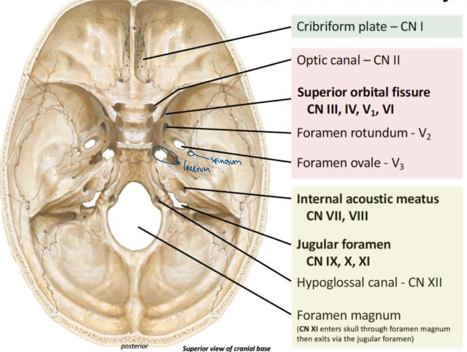 <p>Foremen spinosum</p>