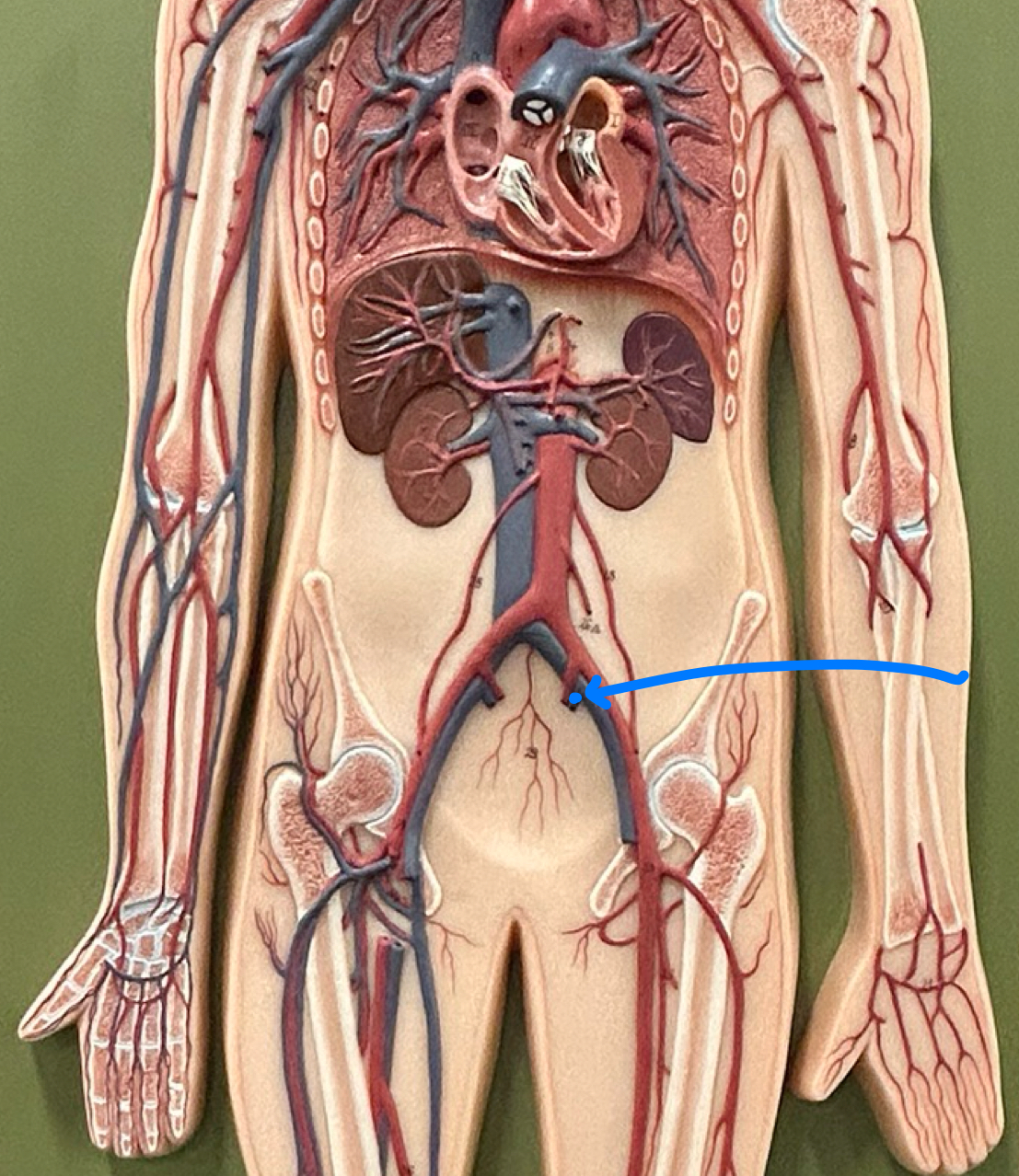 knowt flashcard image