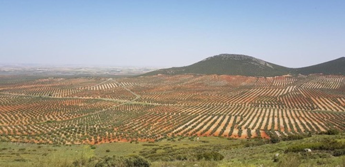 <p>Mediterranean Climate.</p>
