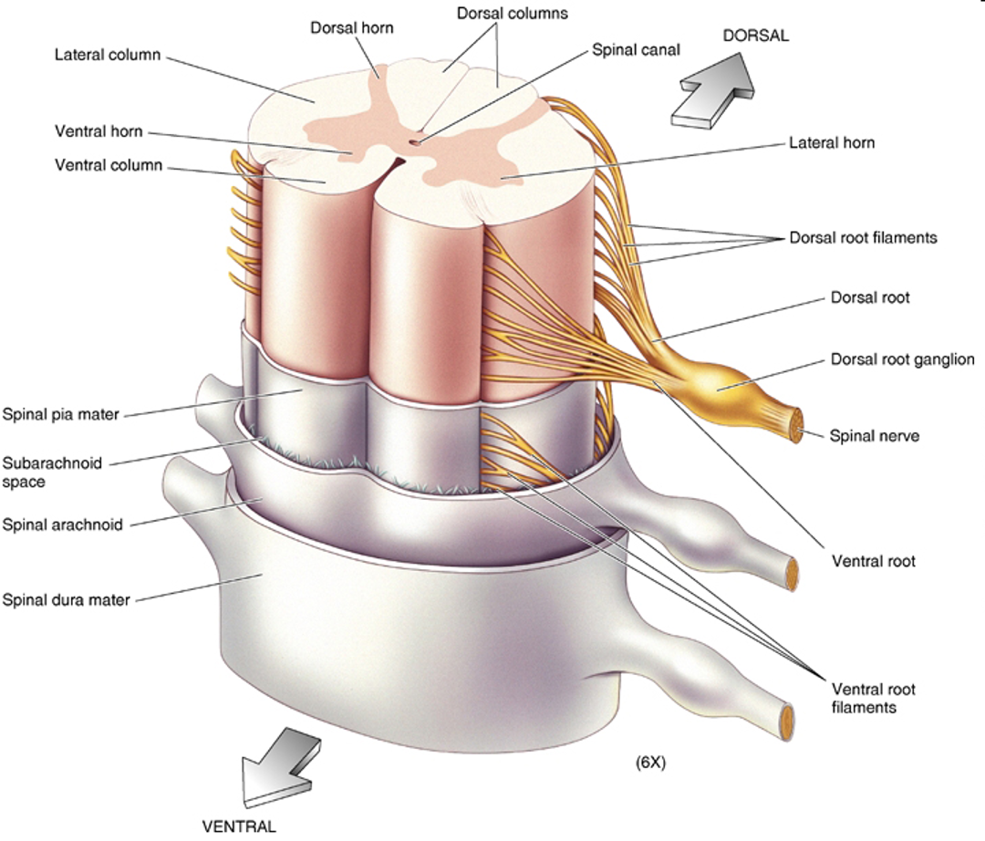 <ul><li><p>3 membranes that surround the brain and spinal cord</p><ul><li><p>dura mater</p></li><li><p>arachnoid trabeculae</p></li><li><p>pia mater</p></li></ul></li></ul><p></p>