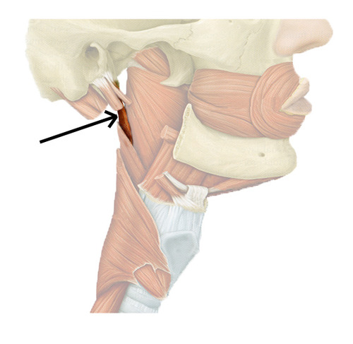 pulls up and towards side; widens pharynx