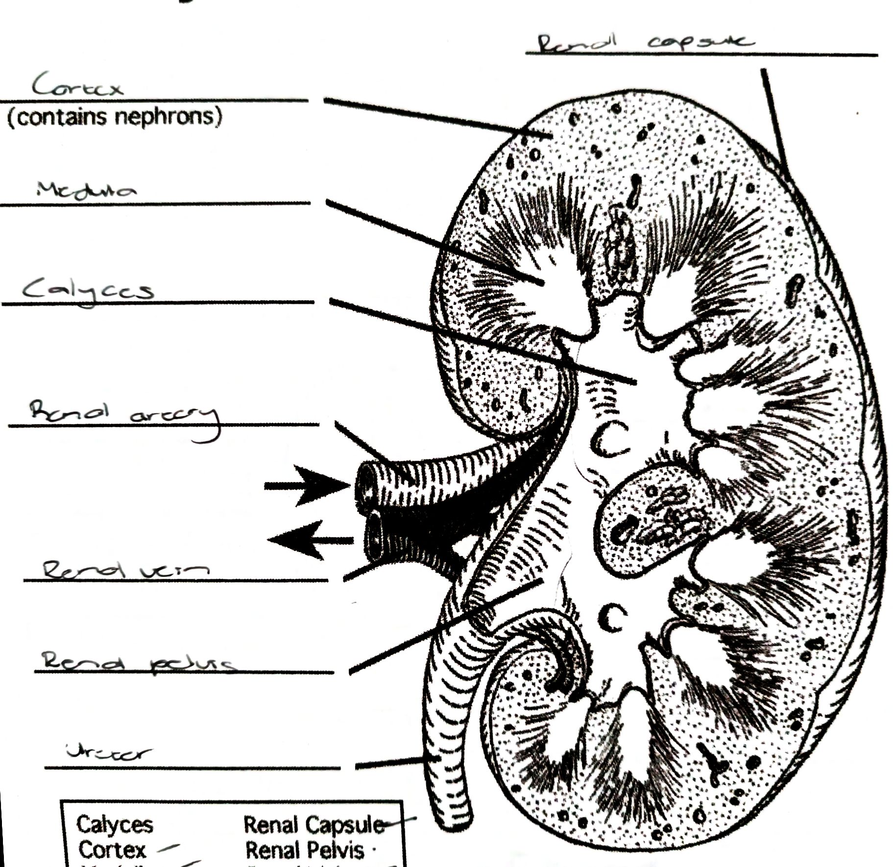 <ul><li><p>acts as excretory organ</p></li><li><p>bean shaped</p></li><li><p>fit in between the rib cage and the pelvis, at the back of the body</p></li><li><p>protected against heat loss and injury by masses of fatty tissue</p></li></ul>