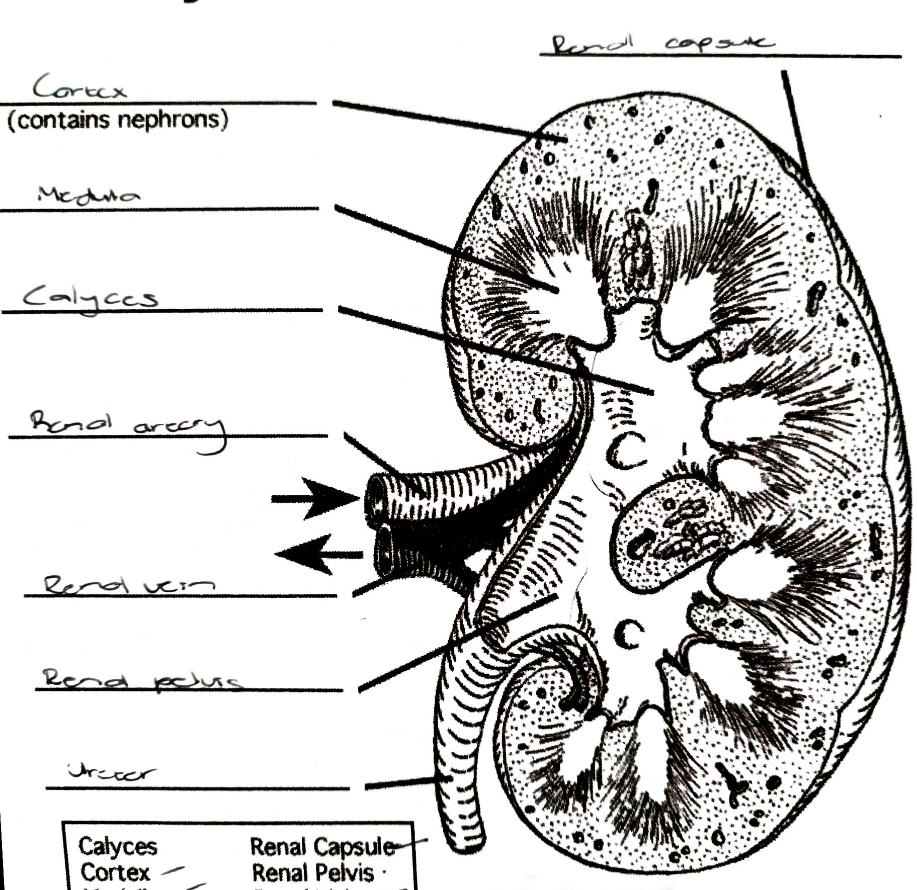 - acts as excretory organ
- bean shaped
- fit in between the rib cage and the pelvis, at the back of the body
- protected against heat loss and injury by masses of fatty tissue