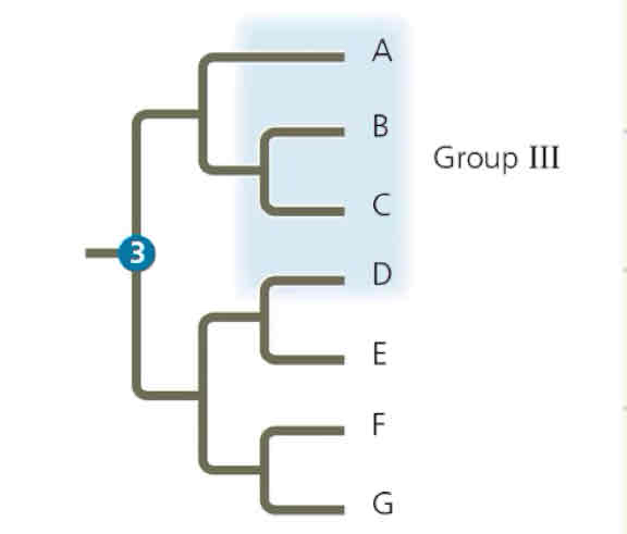 <p>What group is this clade </p>
