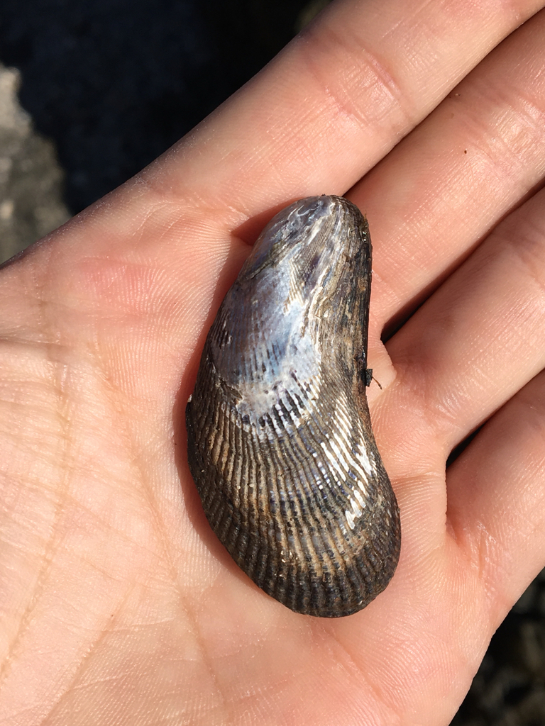 <p>Atlantic Ribbed Mussel</p><p></p>
