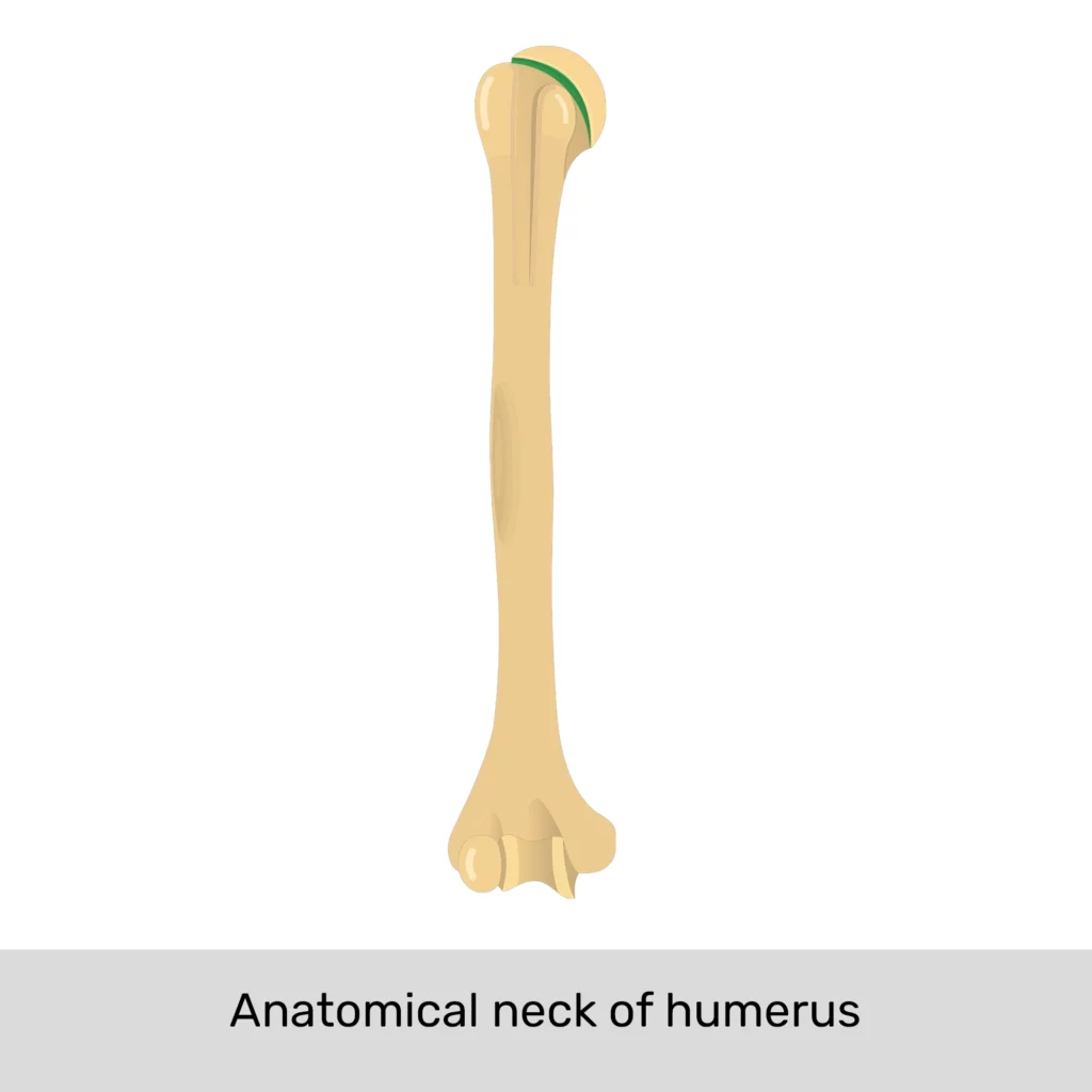 <p>round head facing up</p><p>olecranon fossa on the posterior surface of the distal end</p>