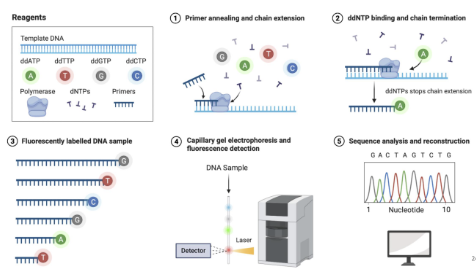 <p>Di-dieoxy nucleotides (ddNTPs) that stop chain extensions </p><p>A fluorophore will be at every positions and do capillary gel electrophoresis and get sequence</p>