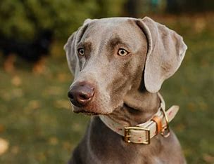 <p>known for their sliver coat and lightish eyes </p>