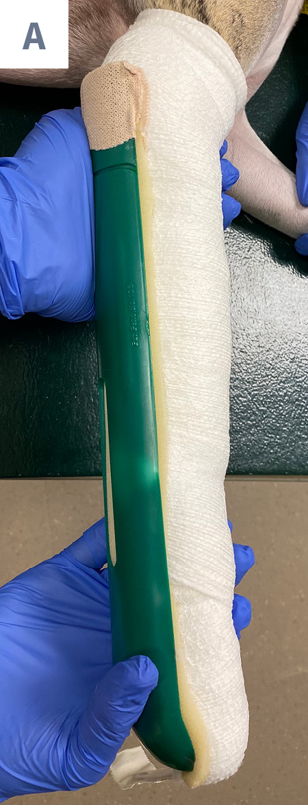 <p>What is one purpose of applying the pictured splint</p>