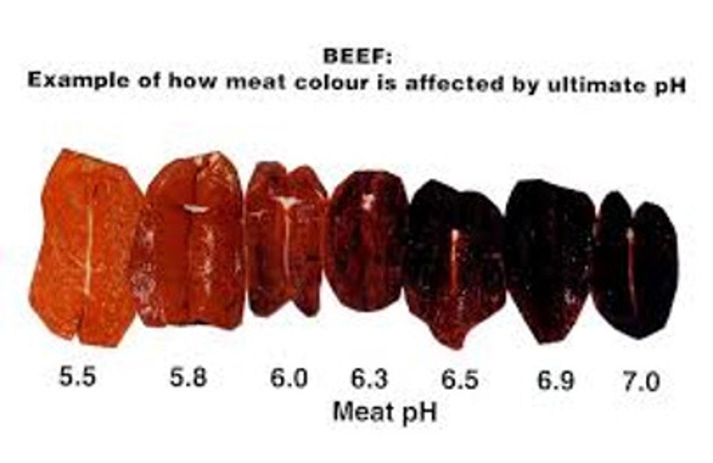 <p>•MORE H20 RETENTION = DARK COLOR</p>