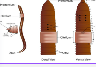 <p>the <strong>clitelllum</strong></p>