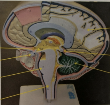 <p>label the structures the arrows are pointing to.</p>