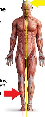 <p><span>Any vertical plane that is </span><em>off-center</em><span> and parallel to the midsagittal plane, resulting in unequal left and right sections.</span></p>