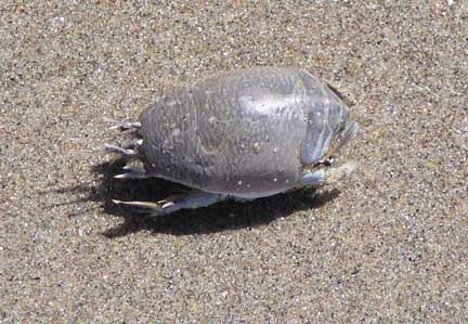 <p>Mole Crab</p>