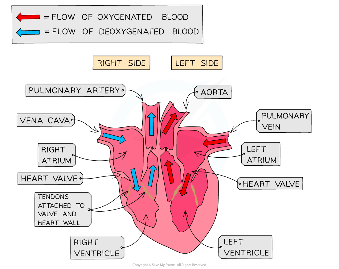 <ul><li><p>Atria - left &amp; right</p></li><li><p>Left ventricle</p></li><li><p>Right ventricle</p></li><li><p>Atrioventricular valves</p></li><li><p>Semi Lunar valves</p></li><li><p>Aorta </p></li><li><p>Tendinous Chords</p></li></ul><p>+ reminder that heart diagrams have left &amp; right as if you’re the person with the heart not the surgeon looking down</p>