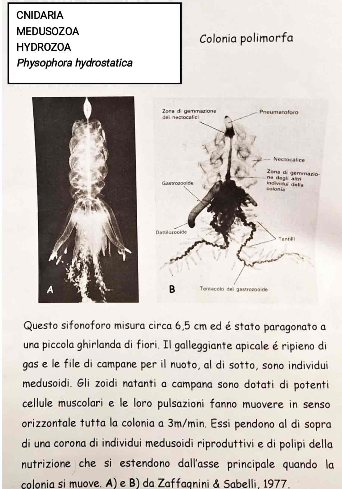 <p>Medusozoa</p><p>Hydrozoa</p><p><em>Physophora hydrostatica</em></p>