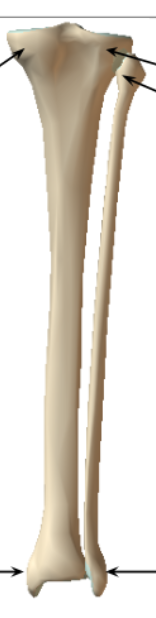 <p>How do you orient the tibia and fibula?</p>