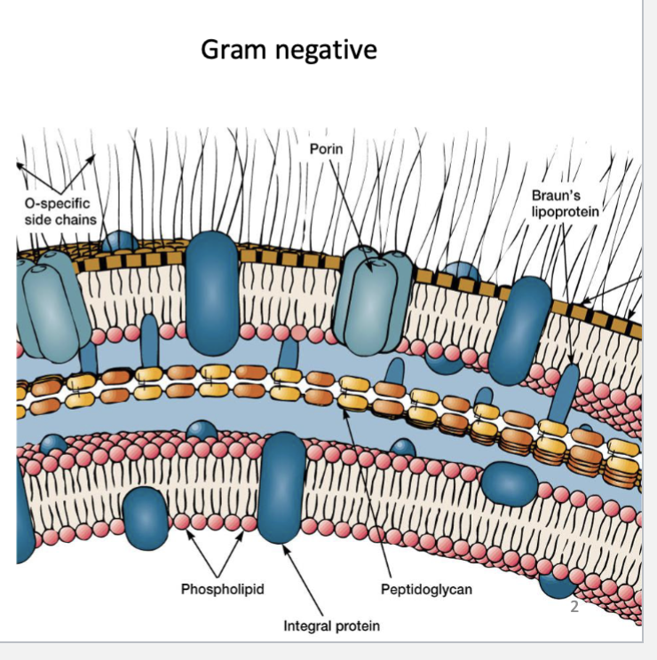 <p><span>N. gonorrhoeae does not have a capsule</span><br><span>Has lipooligosaccharide (LOS) on its surface</span><br><span>Opa proteins and porin important for pathogenesis</span><br><span>Type IV pilus for movement and adherence to epithelium</span></p>