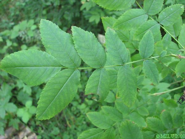 <p><span>růže převislá</span></p>