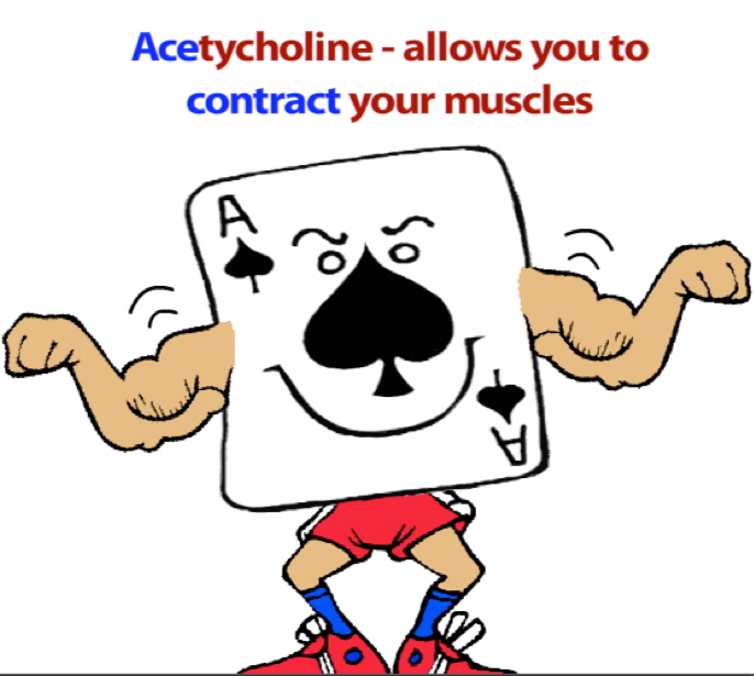 <p>Involved in helping you contract your muscles.</p>
