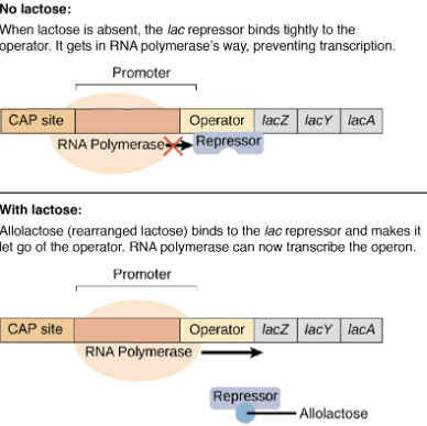 <ul><li><p><strong>Operon:</strong> DNA region with structural &amp; regulatory genes controlled by promoter &amp; operator.</p></li><li><p><strong><mark data-color="yellow" style="background-color: yellow; color: inherit">Lac Operon (E. coli):</mark></strong><mark data-color="yellow" style="background-color: yellow; color: inherit"> Controls lactose breakdown via genes lacZ, lacY, lacA.</mark></p></li><li><p><strong>Regulation:</strong> Repressor protein binds operator, blocking RNA polymerase.</p></li><li><p><strong><mark data-color="yellow" style="background-color: yellow; color: inherit">Lactose presence:</mark></strong><mark data-color="yellow" style="background-color: yellow; color: inherit"> LacZ converts lactose → allolactose, which binds repressor, inactivating it → RNA polymerase transcribes lactose digestion genes.</mark></p></li><li><p><strong>Result:</strong> Lactose enzymes made only when lactose/allolactose present.</p></li></ul><p></p>