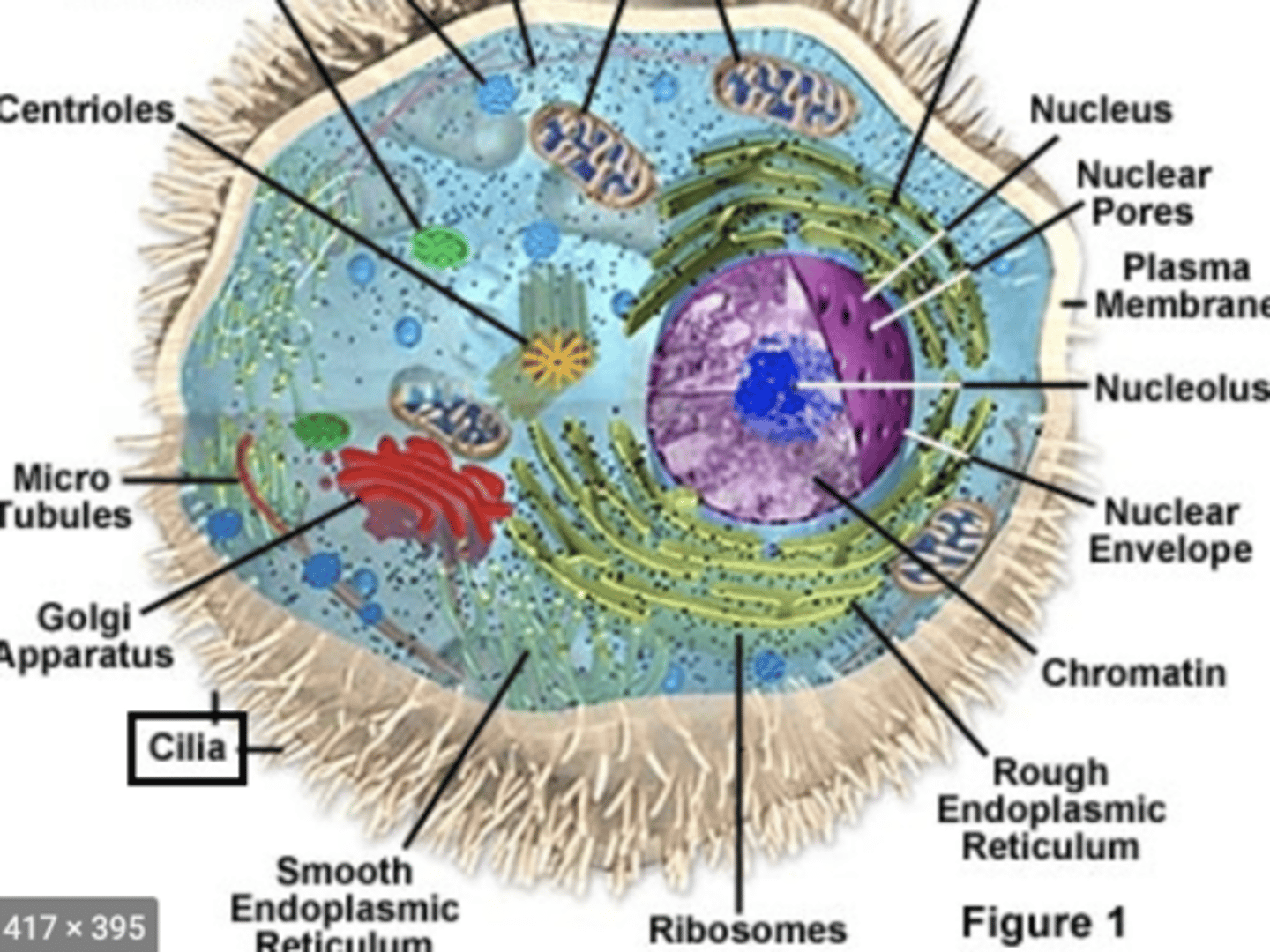 <p>- short, hair like projections w/ a 9+2 arrangement of microtubules</p><p>- arise from basal bodies</p><p>- propels mucus on mucous membranes</p>