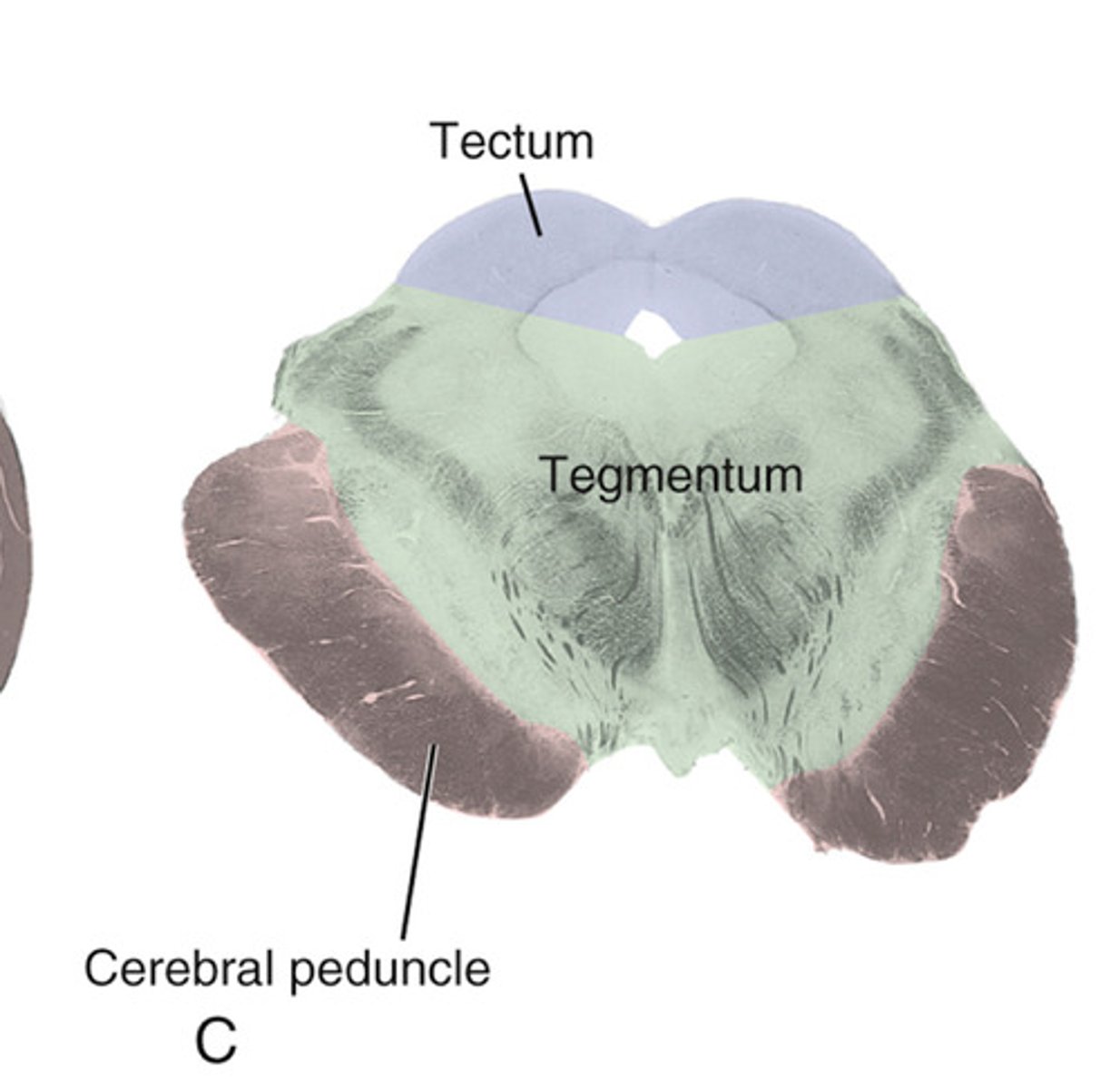 <p>roof of the midbrain that is posterior to the cerebral aqueduct</p><p>contains the colliculi</p>