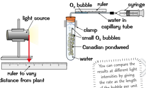 <p>Oxygen production shows rate of photosynthesis practical (Pondweed practical)</p>