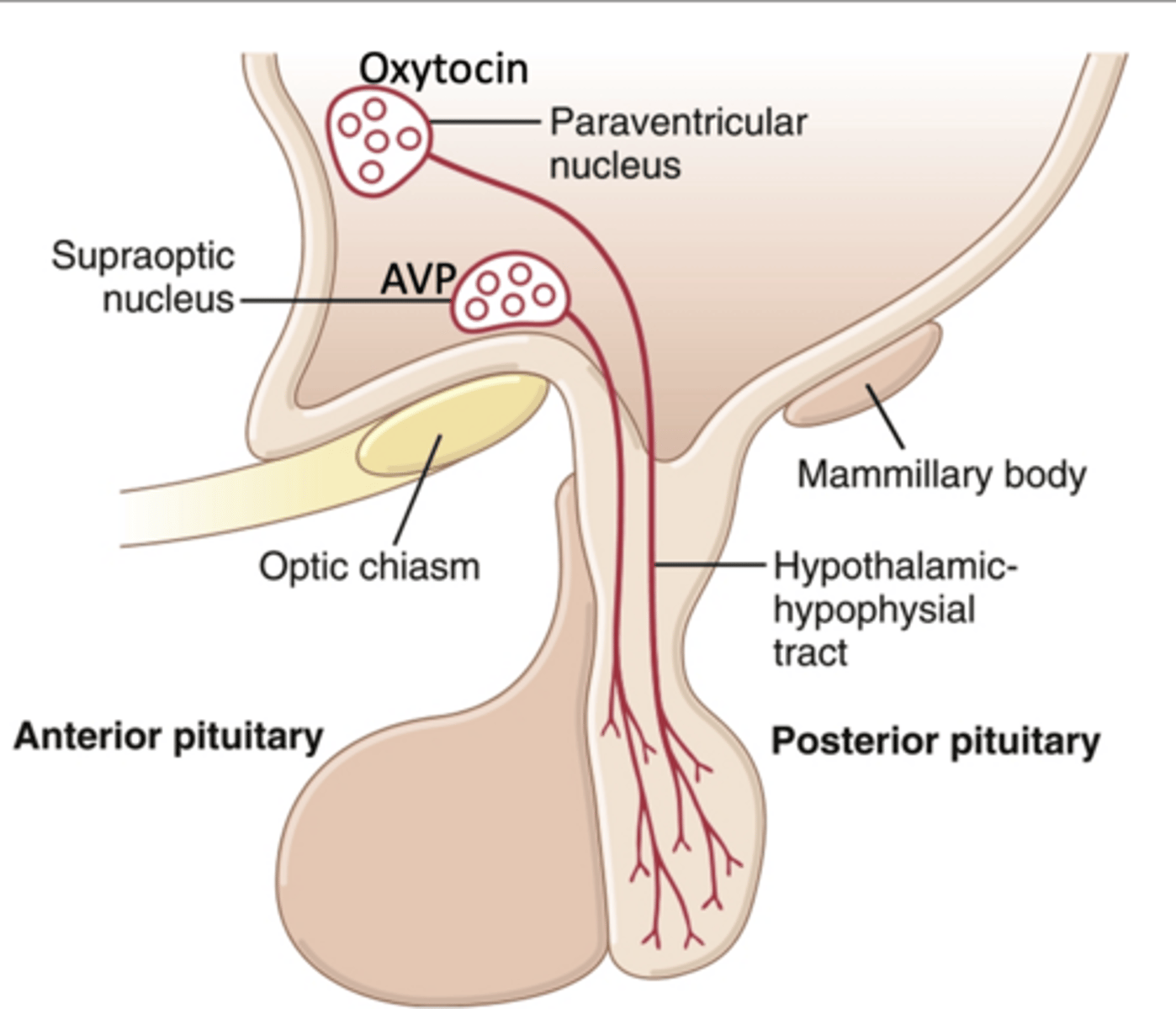 <p>What is the clinical significance of microtubule involvement in the release of neuropeptides from the hypothalamus to the posterior pituitary gland?</p>