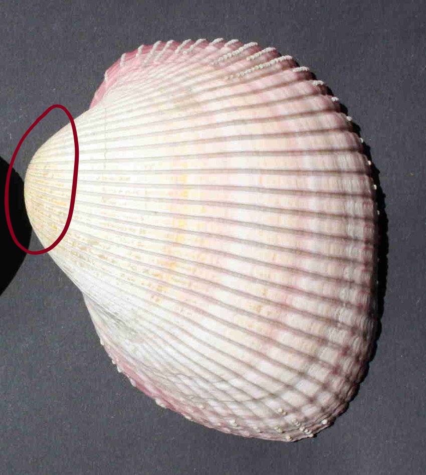 <p>What is this part of the shell called and how old is it relative to the rest of the shell? What Phylum and Class does this animal belong to?</p>