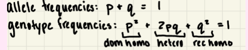 <ul><li><p><span>p+q=1&nbsp; </span><strong><span>ALLELE FREQUENCIES&nbsp;</span></strong></p></li><li><p><span>p2+2(p)(q)+q2=1 &nbsp; </span><strong><span>GENE FREQUENCIES</span></strong></p></li></ul>