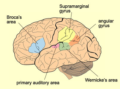 <p>transforms visual representations into an auditory code - helps with reading</p><p>on temporal, parietal and frontal (TPF)</p>