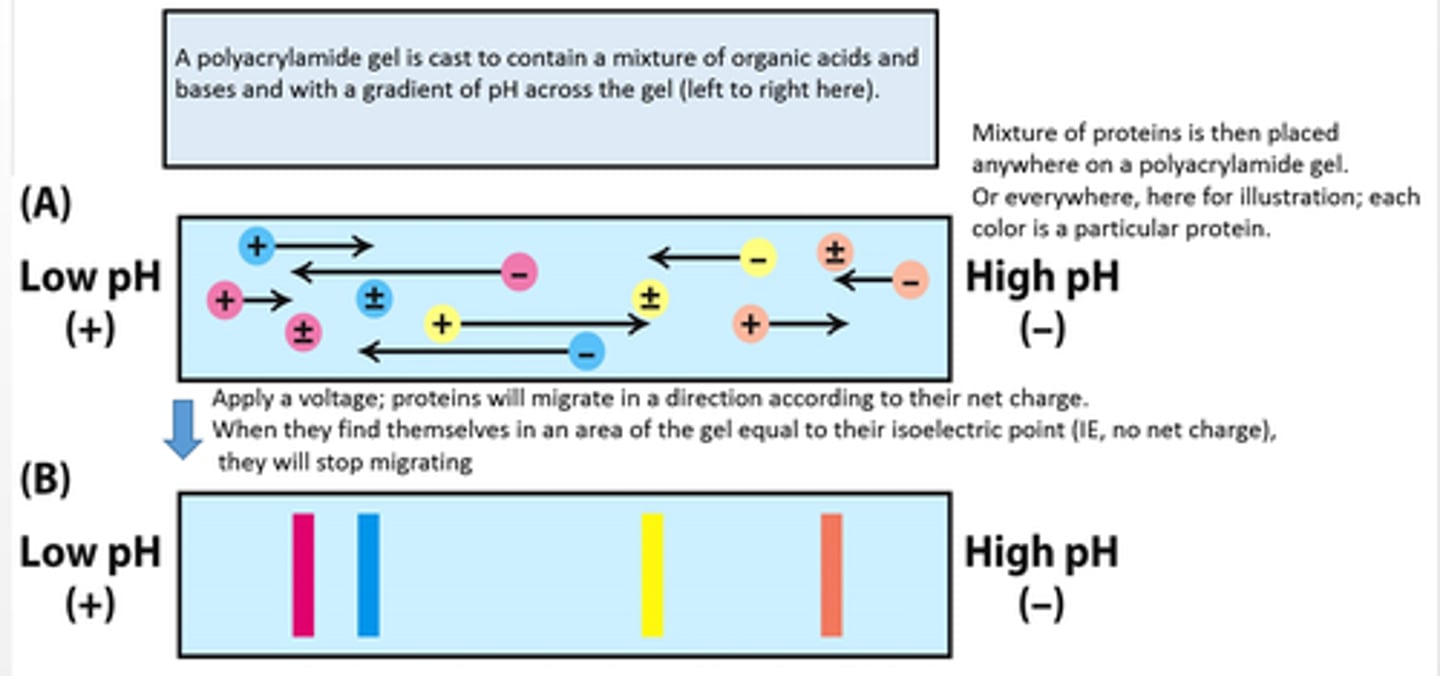 <p>A specialized method of separating proteins by their isoelectric point using electrophoresis; the gel is modified to possess a pH gradient</p><p>separate proteins based on net charge vs. molecular weight using a pH gradient within the gel</p>