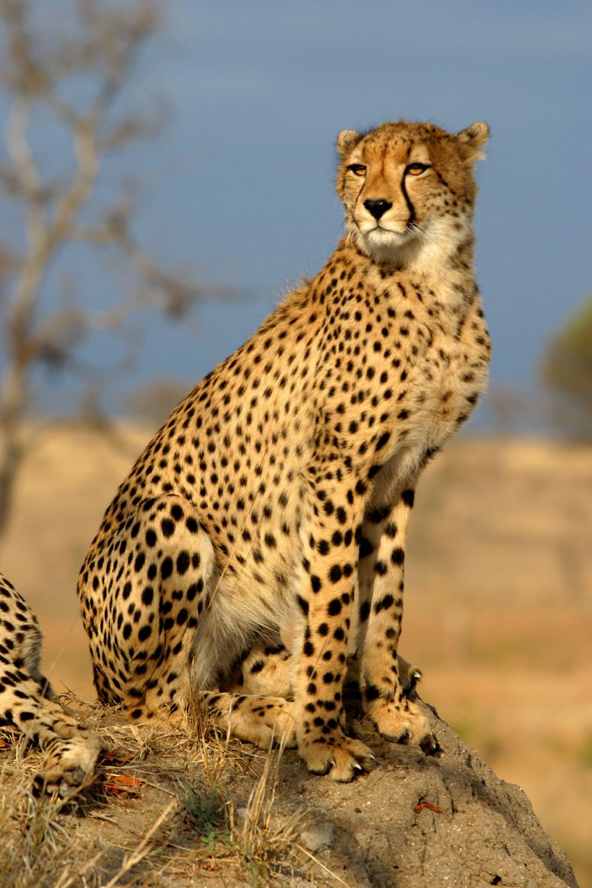 <p>Cheetah</p>