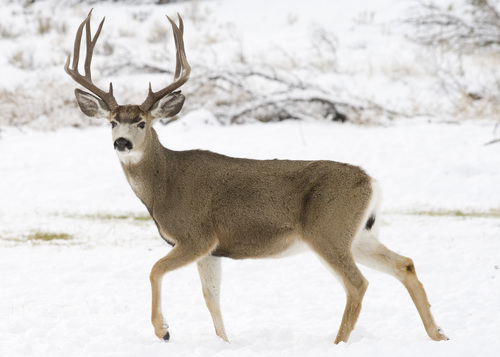 <p><strong>Odocoileus hemionus (Mule Deer)</strong></p>