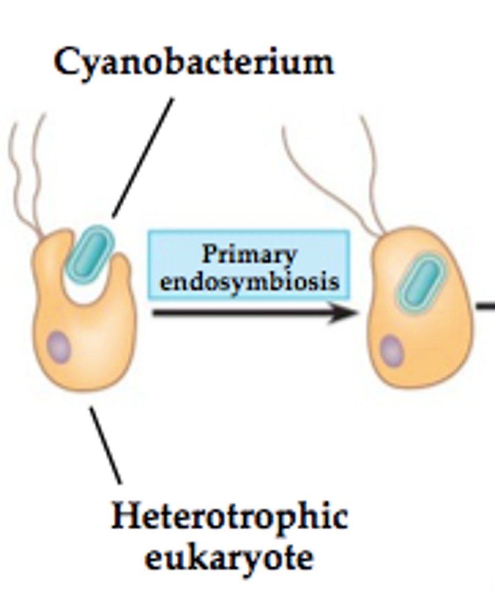 <p>A theorized process in which early eukaryotic cells were formed from simpler prokaryotes.</p>