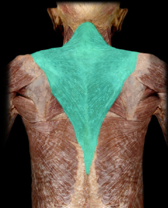 <p>A large superficial muscle that extends down the back of the neck and upper spine, involved in moving, rotating, and stabilizing the scapula and shoulder joint. </p>