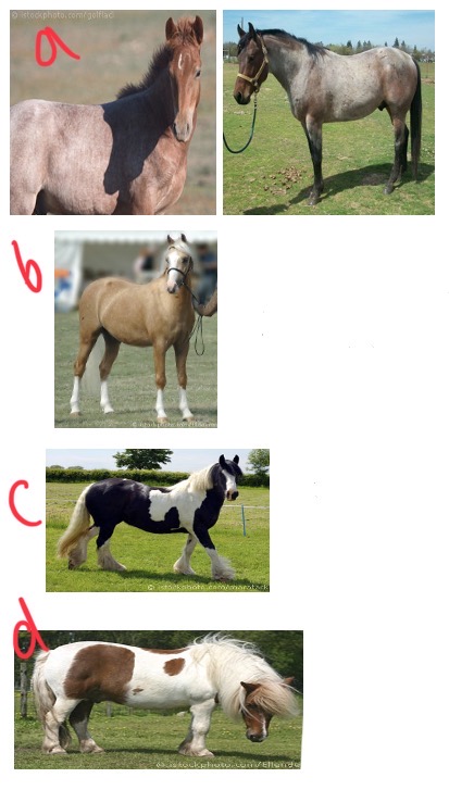 <p>Roan </p><p>White hairs throughout coat </p><p>Different base colour - Strawberry (chestnut), blue (grey)</p>