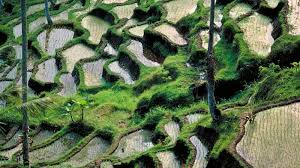 <p>Intensive. System of wet rice cultivation on small level fields bordered by watertight dikes(long walls). The paddy fields are flooded with water for ¾ of the growing season. Many times terraced on hillsides</p><p>In humid tropical and subtropical parts of southern and eastern Asia</p>