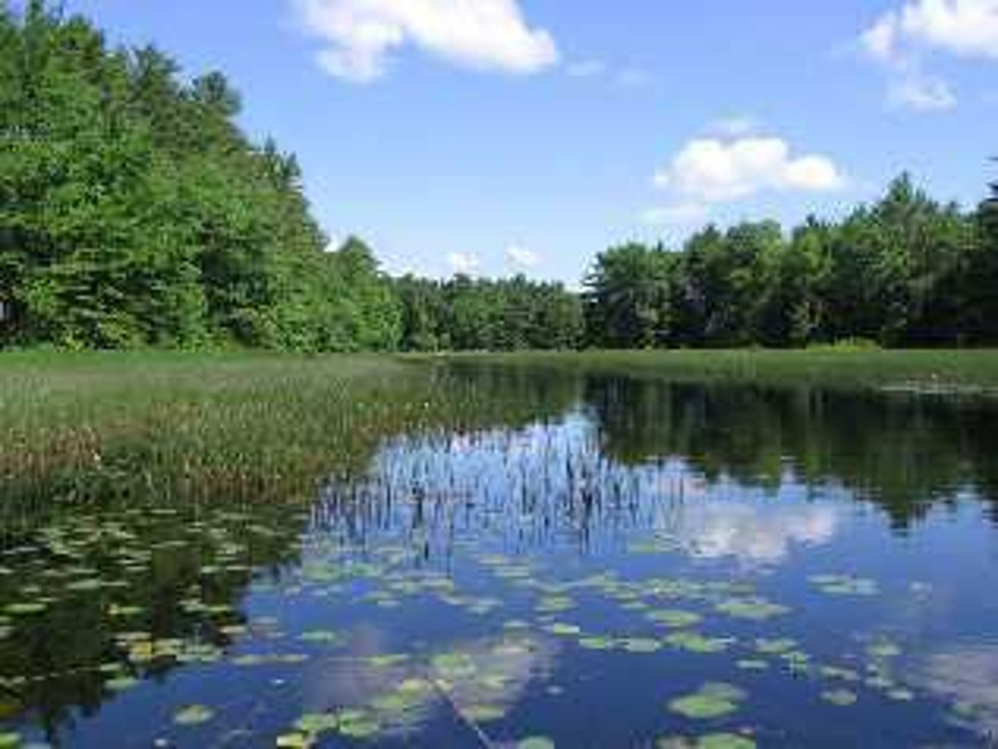 <p>an aquatic biome that is submerged or saturated by water for at least part of each year, but shallow enough to support emergent vegetation</p>